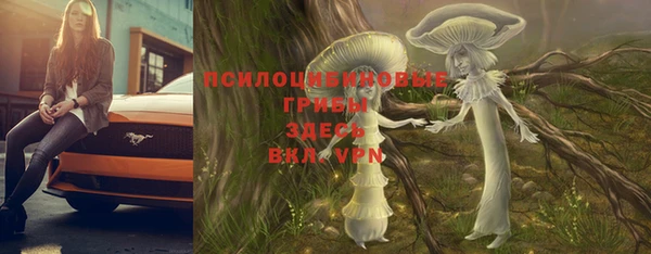 гашик Корсаков